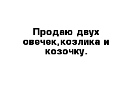 Продаю двух овечек,козлика и козочку.